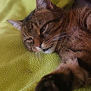 Bouboule participe au concours pour gagner de l'argent avec cette photo : cat, tabby_cat, paw, blanket, green_blanket, relaxed, sleepy, indoor, furniture, couch, pillow, home, pet, whiskers, fur, close_up, stretching, cozy, resting, cute