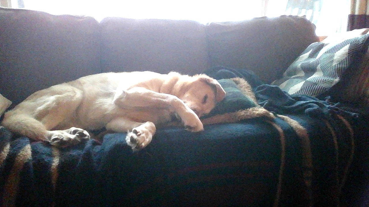 Susitna joined the competition — help win amazing prizes! bedtime, canidae, carnivore, comfort, companion_dog, couch, dog, dog_breed, fawn, fur, living_room, nap, retriever, sleep, sporting_group, working_animal, working_dog