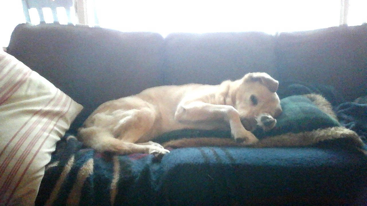 Susitna is registered to the contest to win money with this photo: bedtime, canidae, carnivore, comfort, companion_dog, couch, dog, dog_breed, dog_supply, fawn, furniture, home_accessories, linens, living_room, sofa_bed, sporting_group, studio_couch, tail, terrestrial_animal, working_animal