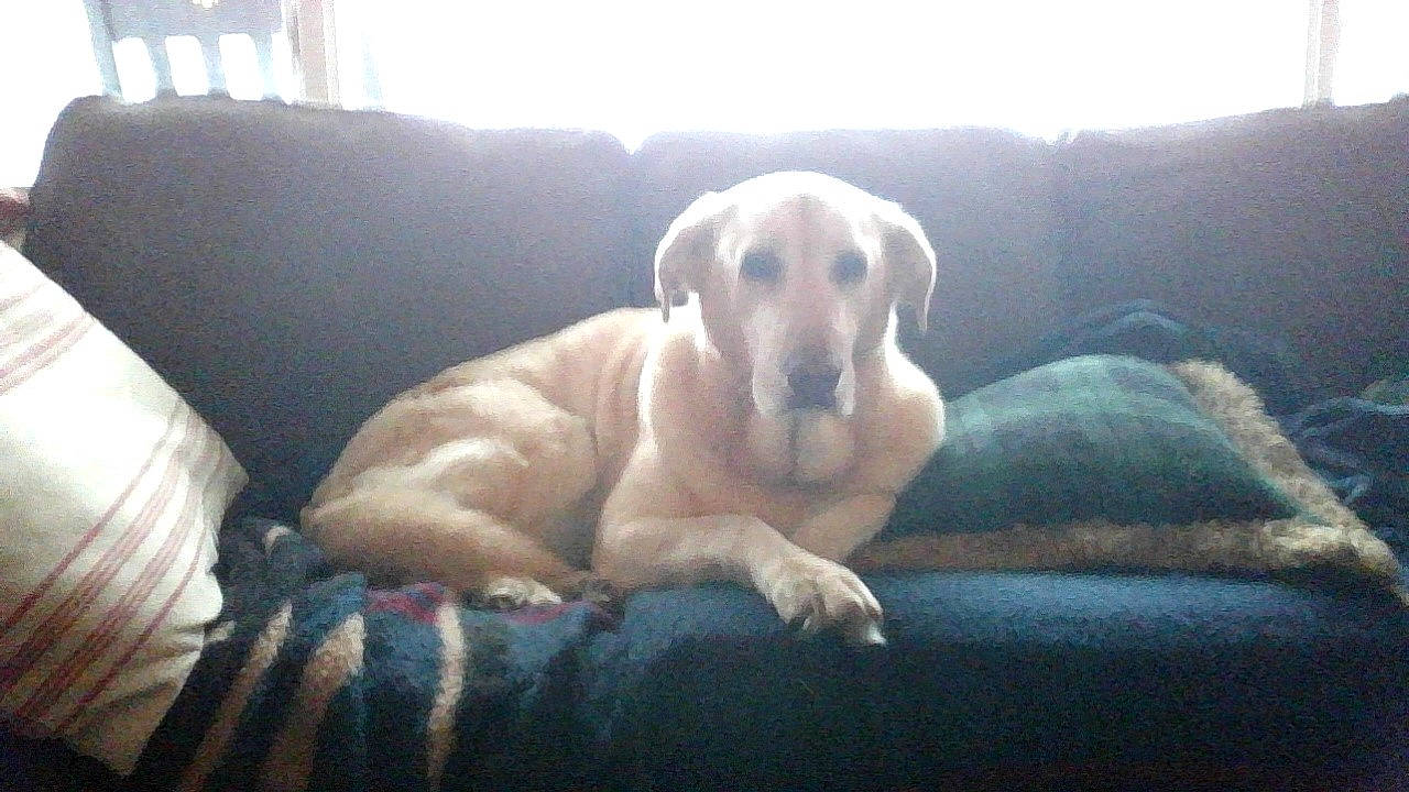 Susitna joined the competition — help win amazing prizes! canidae, carnivore, comfort, companion_dog, couch, dog, dog_breed, gun_dog, labrador_retriever, linens, living_room, retriever, snout, sporting_group, working_animal, working_dog