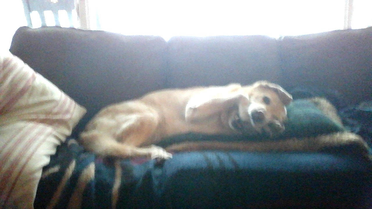 Susitna is registered to the contest to win money with this photo: canidae, carnivore, comfort, companion_dog, couch, dog, dog_breed, dog_supply, fur, living_room, slipcover, sofa_bed, sporting_group, studio_couch, tail, working_animal, working_dog