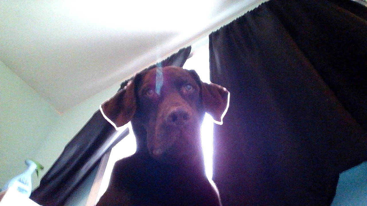 Mack joined the competition — help win amazing prizes! active_shirt, canidae, carnivore, companion_dog, dog, dog_breed, hound, linens, liver, pet_supply, scent_hound, snout, working_animal, working_dog