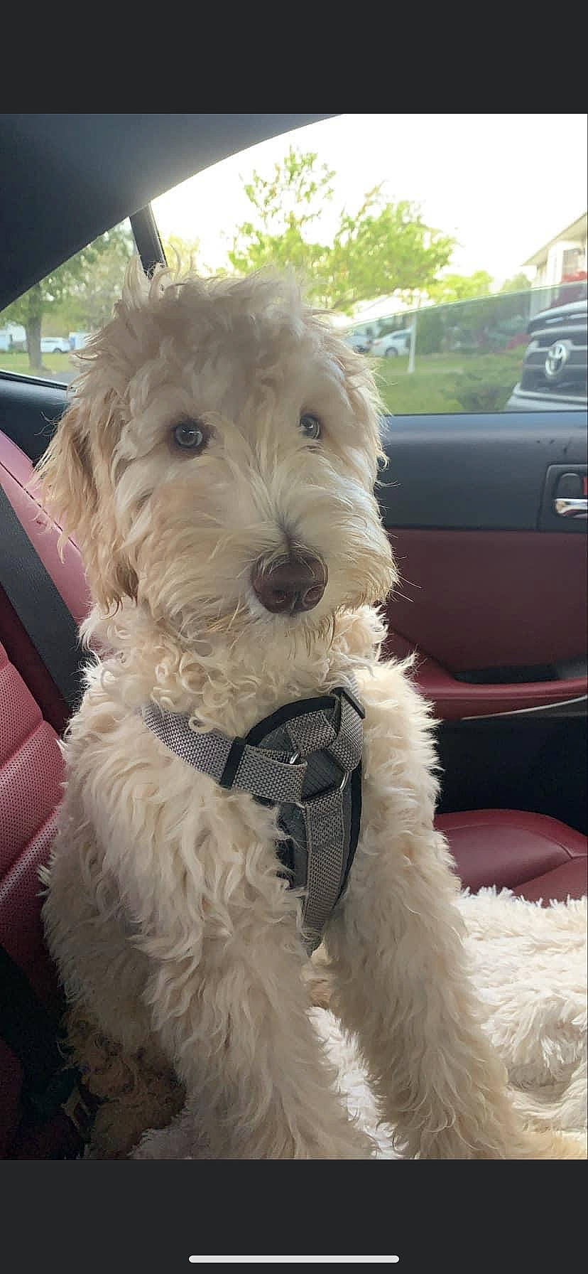 Henry is registered to the contest to win money with this photo: briquet_griffon_vendeen, canidae, carnivore, cockapoo, companion_dog, dog, dog_breed, dutch_smoushond, goldendoodle, irish_soft_coated_wheaten_terrier, labradoodle, mammal, poodle_crossbreed, puppy, rare_breed_dog, schnoodle, sporting_group, sporting_lucas_terrier, terrier, vertebrate