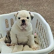 Arthur is registered to the contest to win money with this photo: puppy, bulldog, dog, laundry_basket, blanket, carpet, pet, indoor, cute, animal, white, soft, sitting, young, fur, paw, face, portrait, comfort, home