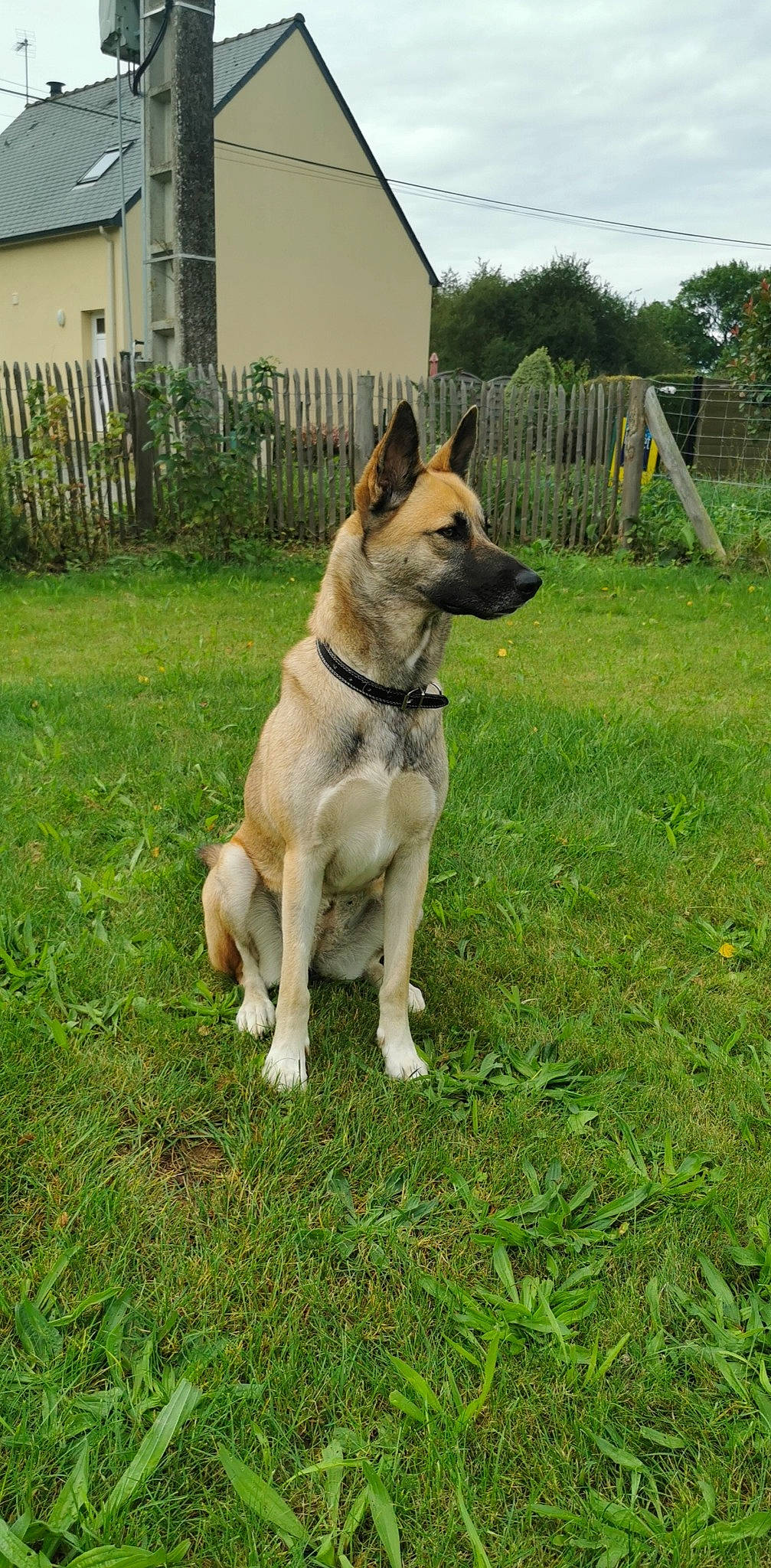 Naya participe au concours pour gagner de l'argent avec cette photo : canidae, carnivore, collar, companion_dog, dog, dog_breed, east_european_shepherd, fawn, fence, german_shepherd_dog, grass, herding_dog, home_fencing, pet_supply, plant, sky, snout, sporting_group, tail, tree