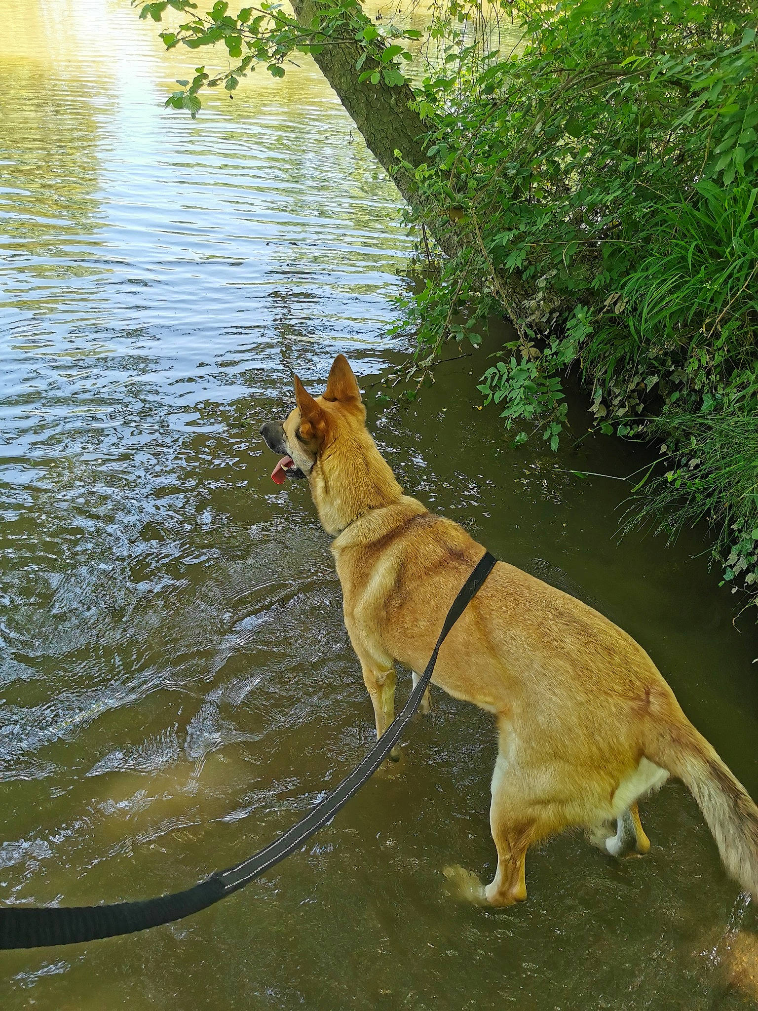 Naya a rejoint le concours — aidez-le/la à gagner de superbes lots ! carnivore, collar, companion_dog, dog, dog_breed, dog_hiking, fawn, grass, lake, plant, sporting_group, tail, terrestrial_animal, tree, water, watercourse, wildlife, wood, working_animal, working_dog