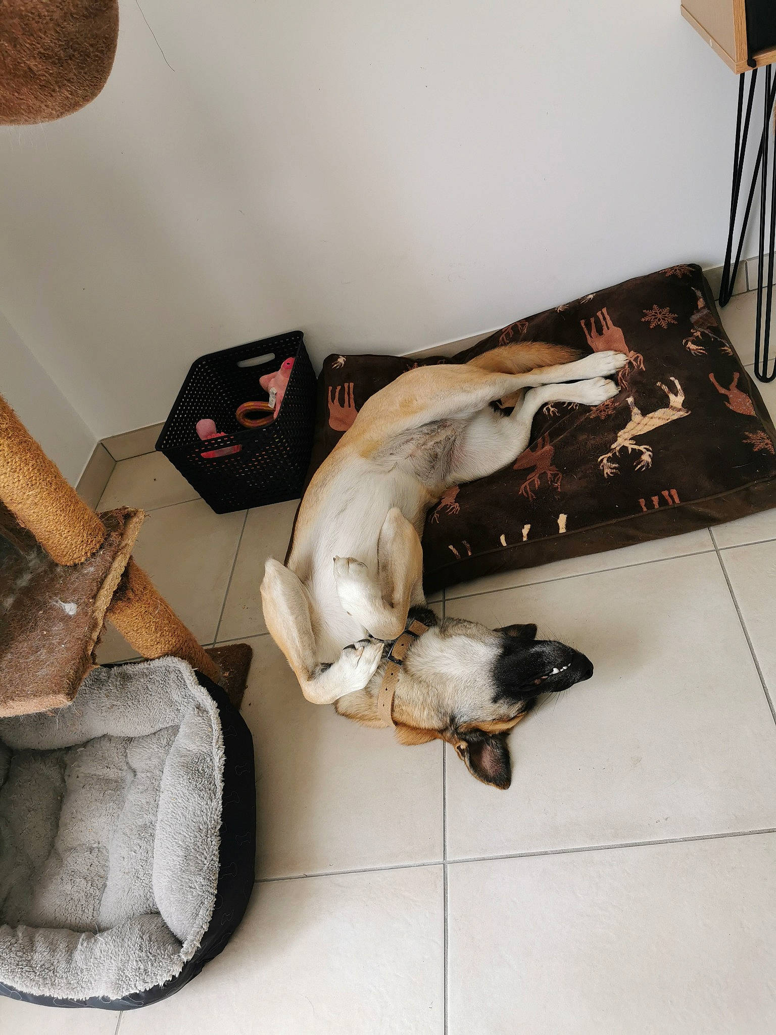 Naya a rejoint le concours — aidez-le/la à gagner de superbes lots ! bag, carmine, comfort, fashion_accessory, fawn, flooring, fur, grey, hardwood, hat, linens, metal, room, shelving, still_life, still_life_photography, toy, visual_arts, wood