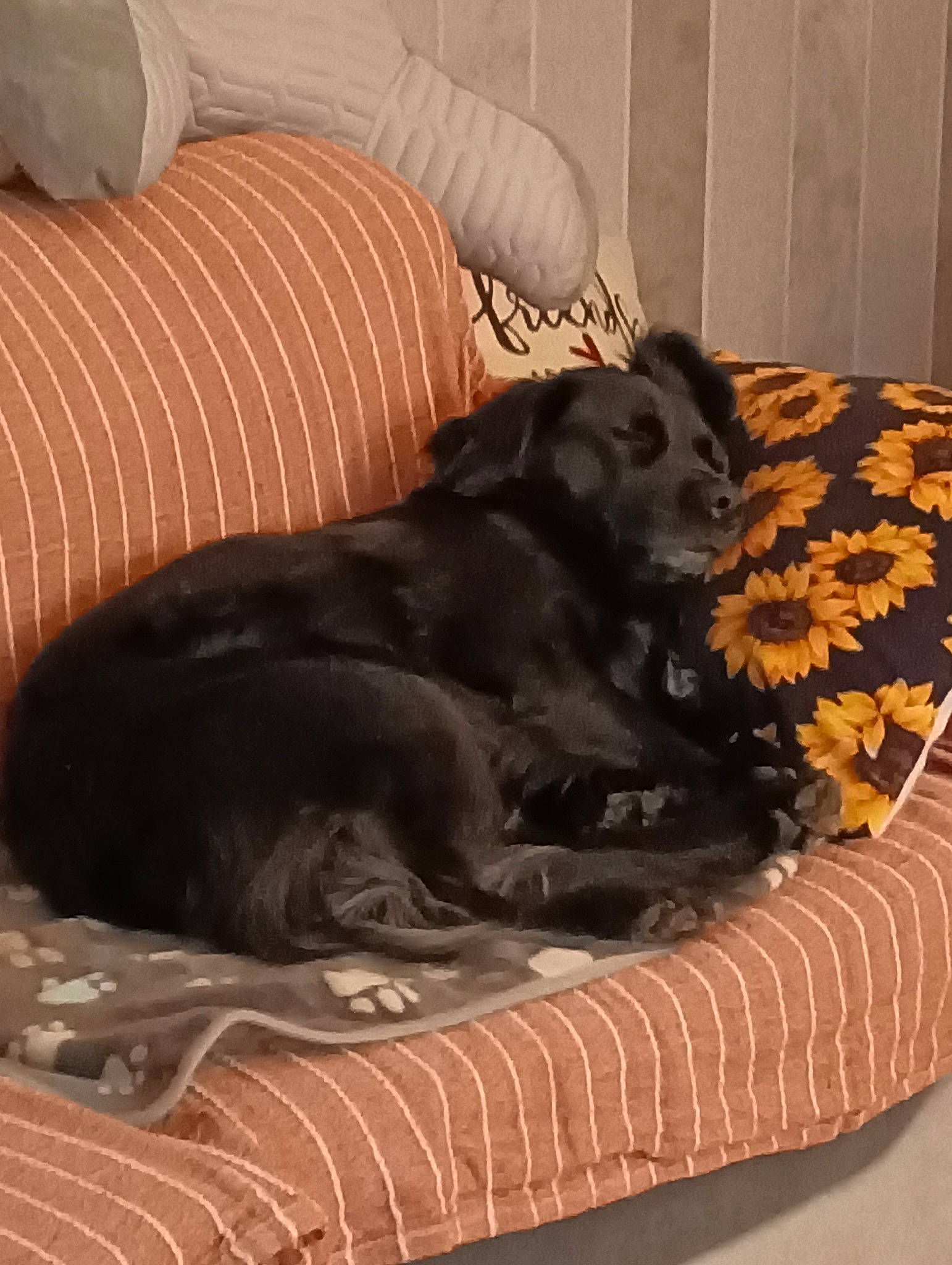 Shanell participe au concours pour gagner de l'argent avec cette photo : canidae, carnivore, comfort, companion_dog, couch, dog, dog_bed, dog_breed, dog_supply, fawn, fur, guard_dog, liver, nap, pet_supply, sporting_group, studio_couch, tail, terrestrial_animal, working_animal