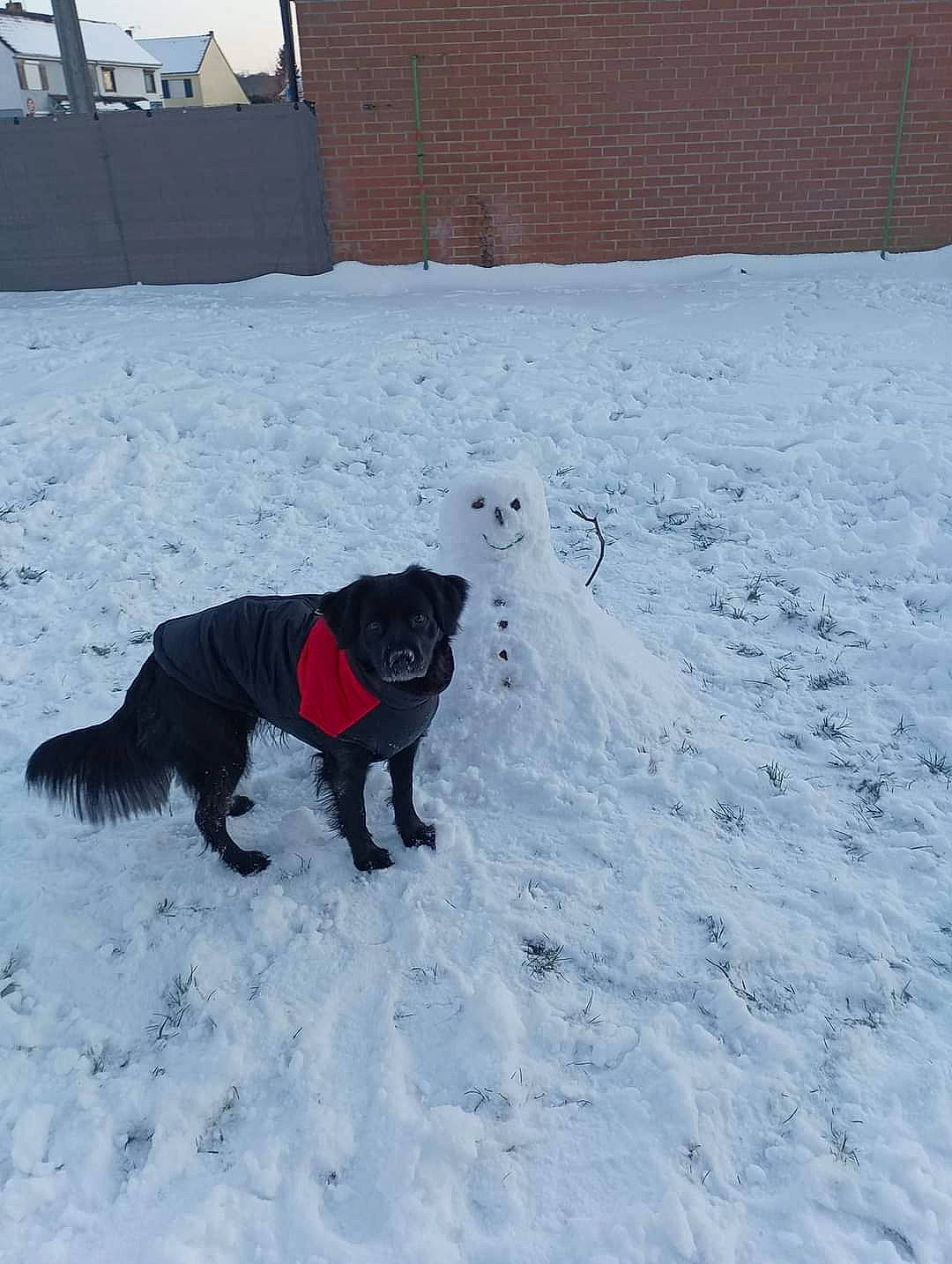 Shanell a rejoint le concours — aidez-le/la à gagner de superbes lots ! building, canidae, carmine, carnivore, companion_dog, dog, dog_breed, door, event, freezing, fur, guard_dog, precipitation, slope, snow, sporting_group, tail, window, winter, working_animal