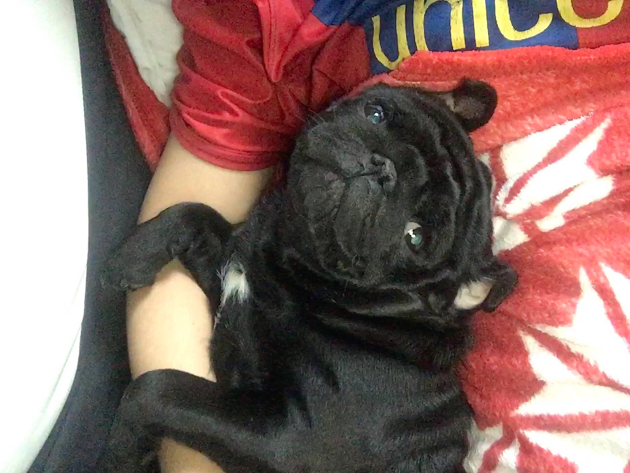 Gandhi a rejoint le concours — aidez-le/la à gagner de superbes lots ! cane_corso, canidae, carnivore, companion_dog, dog, dog_breed, fawn, french_bulldog, guard_dog, mammal, non_sporting_group, pug, shar_pei, sporting_group