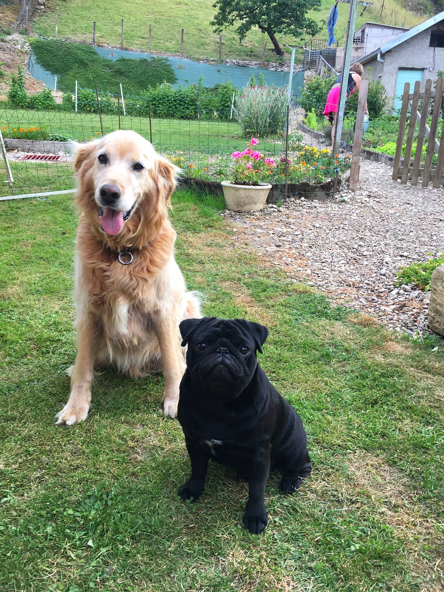 Gandhi participe au concours pour gagner de l'argent avec cette photo : canidae, carnivore, companion_dog, dog, dog_breed, dog_walking, fawn, flat_coated_retriever, golden_retriever, hovawart, labrador_retriever, mammal, puppy, retriever, sporting_group, tail, vertebrate