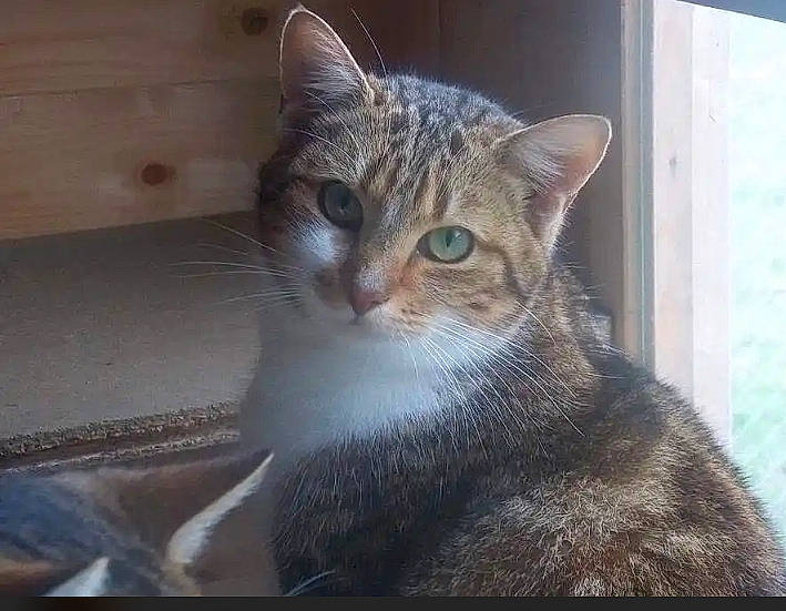 Lola participe au concours pour gagner de l'argent avec cette photo : carnivore, cat, domestic_short_haired_cat, door, felidae, fur, rectangle, small_to_medium_sized_cats, snout, tail, terrestrial_animal, tree, whiskers, wildlife, window