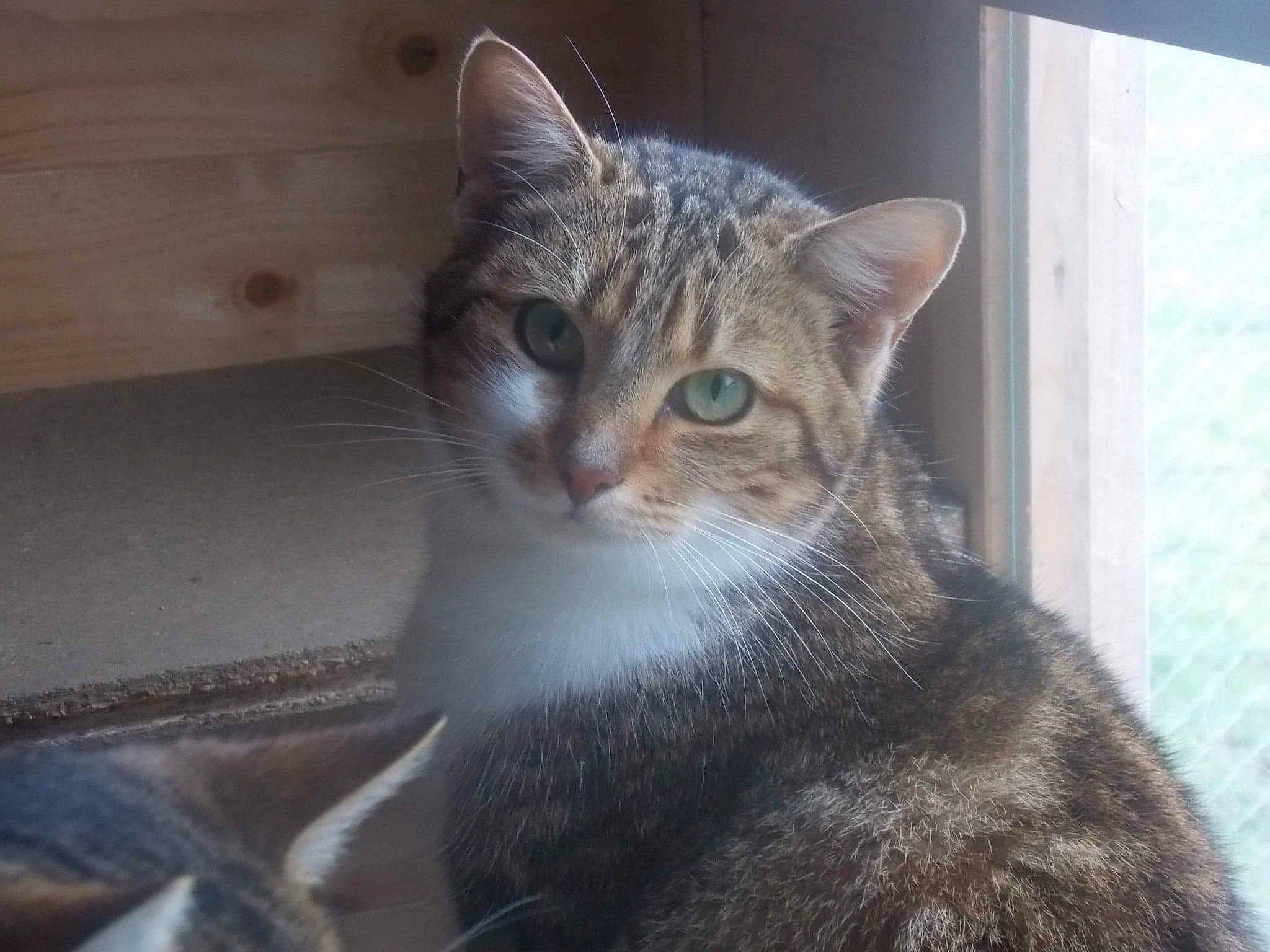 Lola participe au concours pour gagner de l'argent avec cette photo : carnivore, cat, domestic_short_haired_cat, door, felidae, fur, small_to_medium_sized_cats, snout, tail, terrestrial_animal, tree, whiskers, window