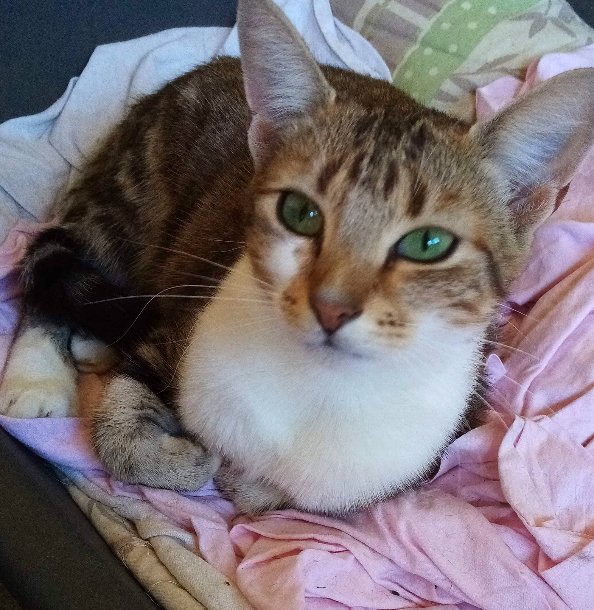 Lola participe au concours pour gagner de l'argent avec cette photo : aegean_cat, american_wirehair, asian, australian_mist, carnivore, cat, domestic_short_haired_cat, dragon_li, european_shorthair, eye, fawn, felidae, kitten, mammal, oriental_longhair, singapura, small_to_medium_sized_cats, tabby_cat, vertebrate, whiskers