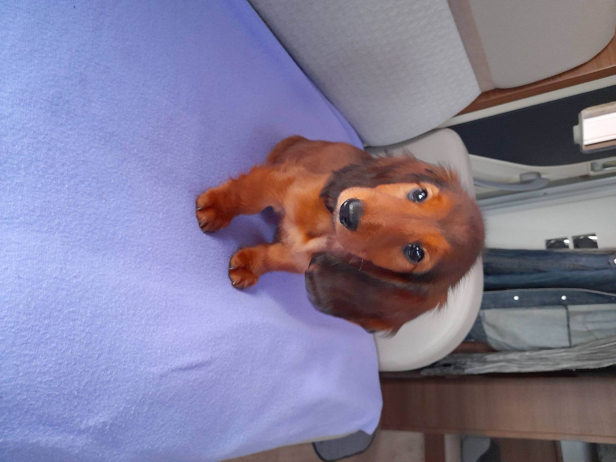 Uness a rejoint le concours — aidez-le/la à gagner de superbes lots ! canidae, carnivore, comfort, companion_dog, dog, dog_breed, dog_supply, fawn, liver, non_sporting_group, plush, room, sporting_group, stuffed_toy, toy, vehicle_door, working_animal