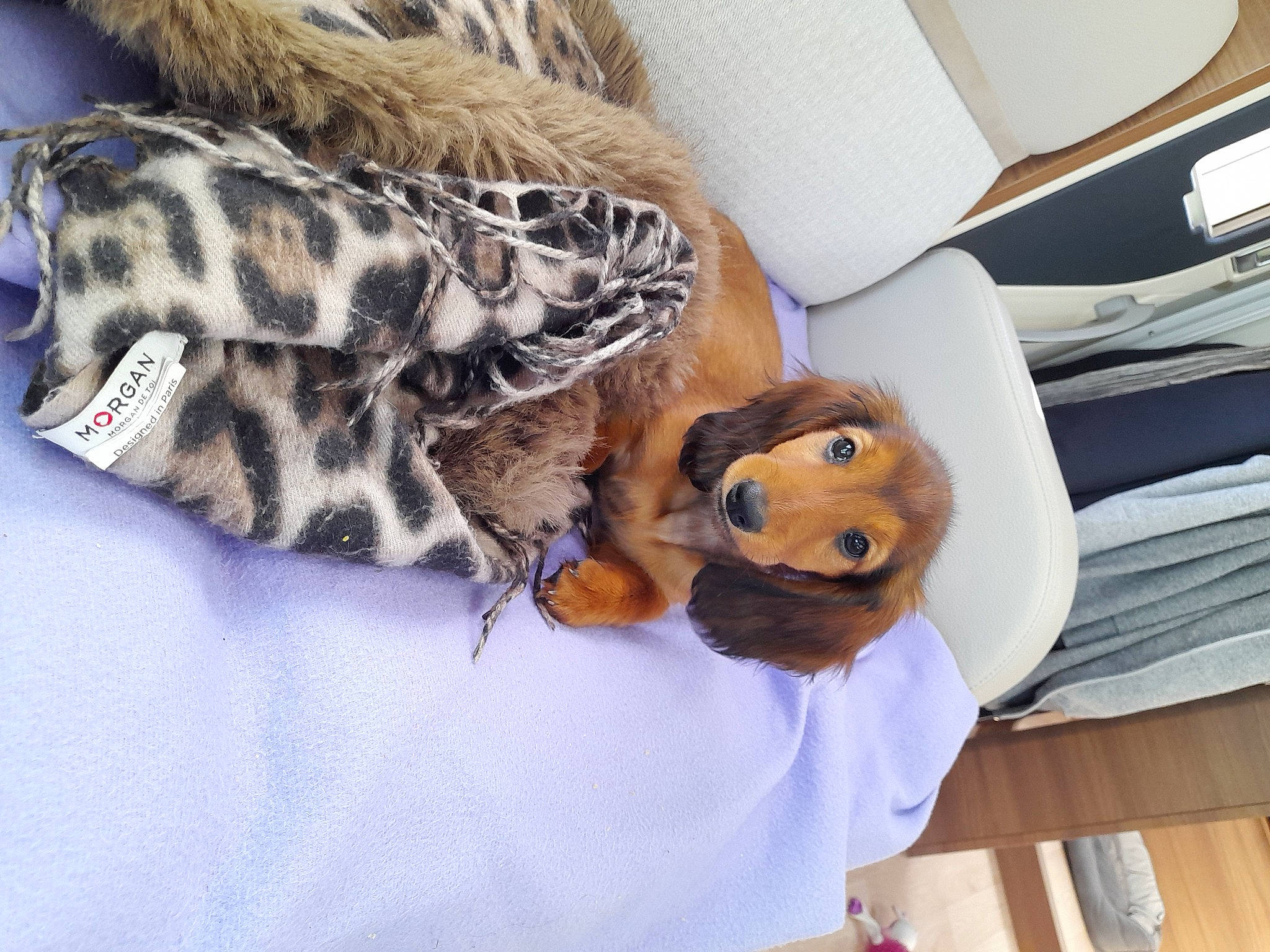 Uness a rejoint le concours — aidez-le/la à gagner de superbes lots ! _geese_and_swans, comfort, companion_dog, duck, ducks, fawn, felidae, fur, leopard, linens, military_camouflage, pattern, plush, sleeve, small_to_medium_sized_cats, snout, stuffed_toy, terrestrial_animal, toy, whiskers