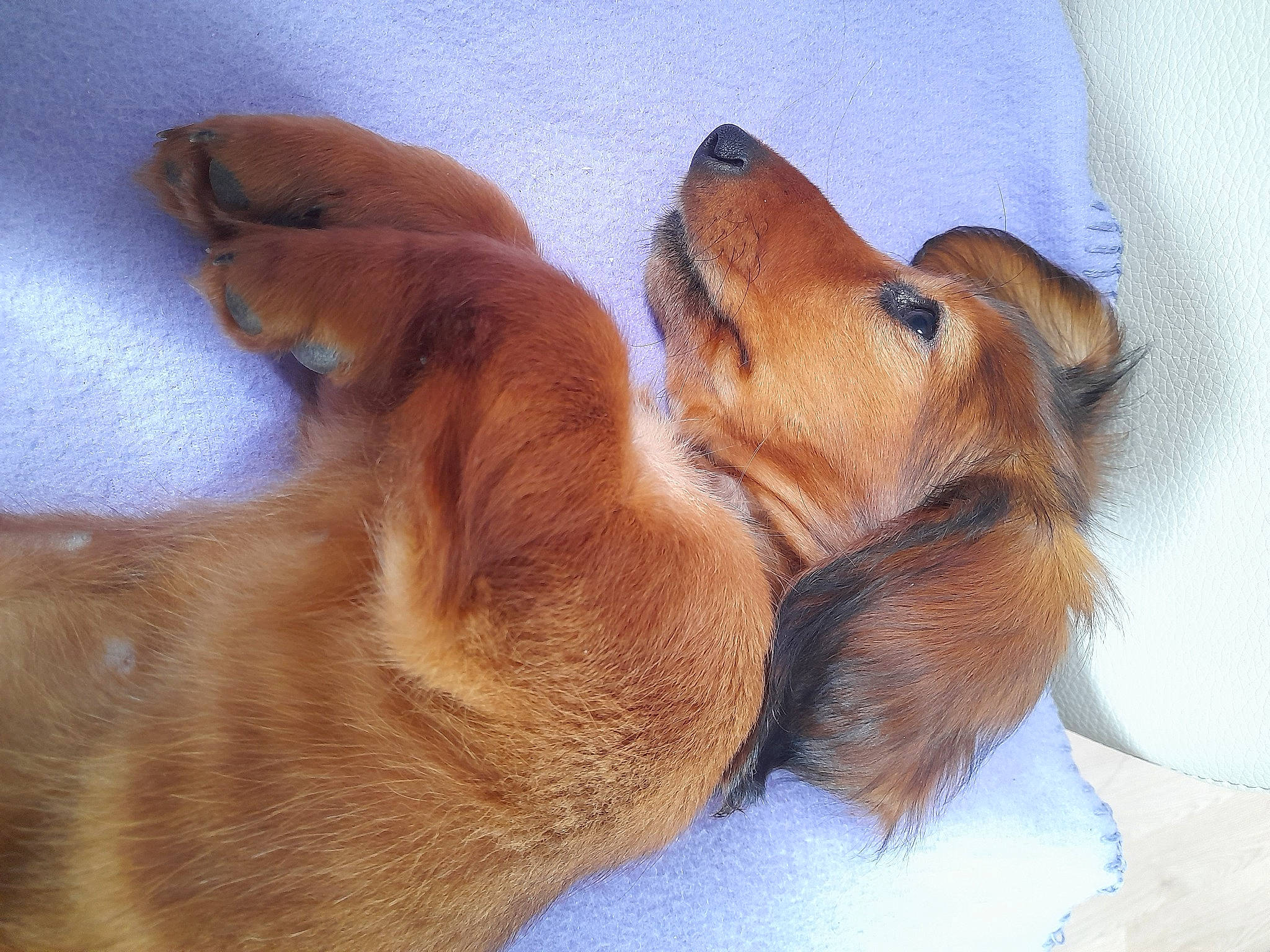 Uness a rejoint le concours — aidez-le/la à gagner de superbes lots ! canidae, carnivore, comfort, companion_dog, dog, dog_bed, dog_breed, fawn, fur, hound, liver, nap, paw, puppy, snout, sporting_group, terrestrial_animal, whiskers, working_animal