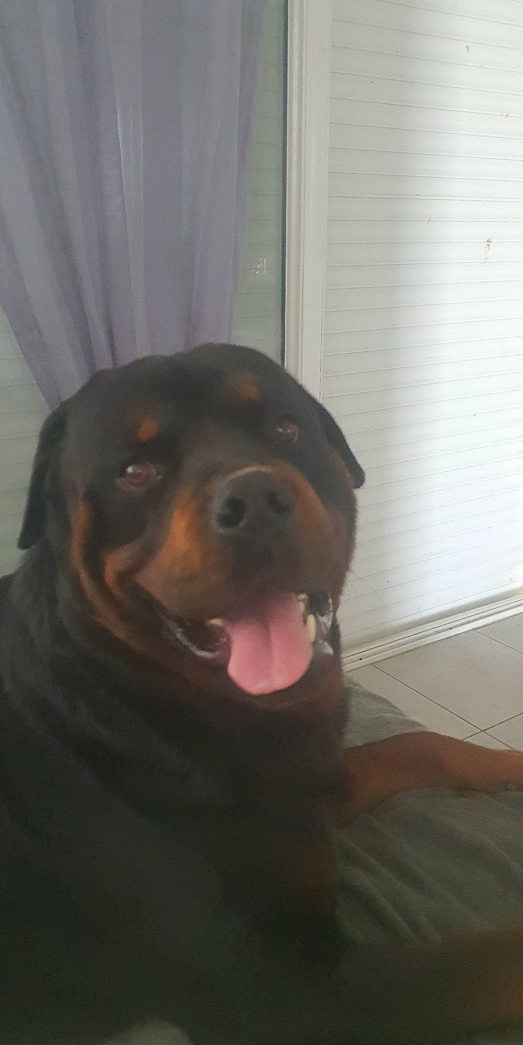 Sinsé a rejoint le concours — aidez-le/la à gagner de superbes lots ! carnivore, companion_dog, curtain, dog, dog_breed, fawn, flooring, fur, guard_dog, pet_supply, rottweiler, snout, sporting_group, whiskers, wood, working_animal, working_dog