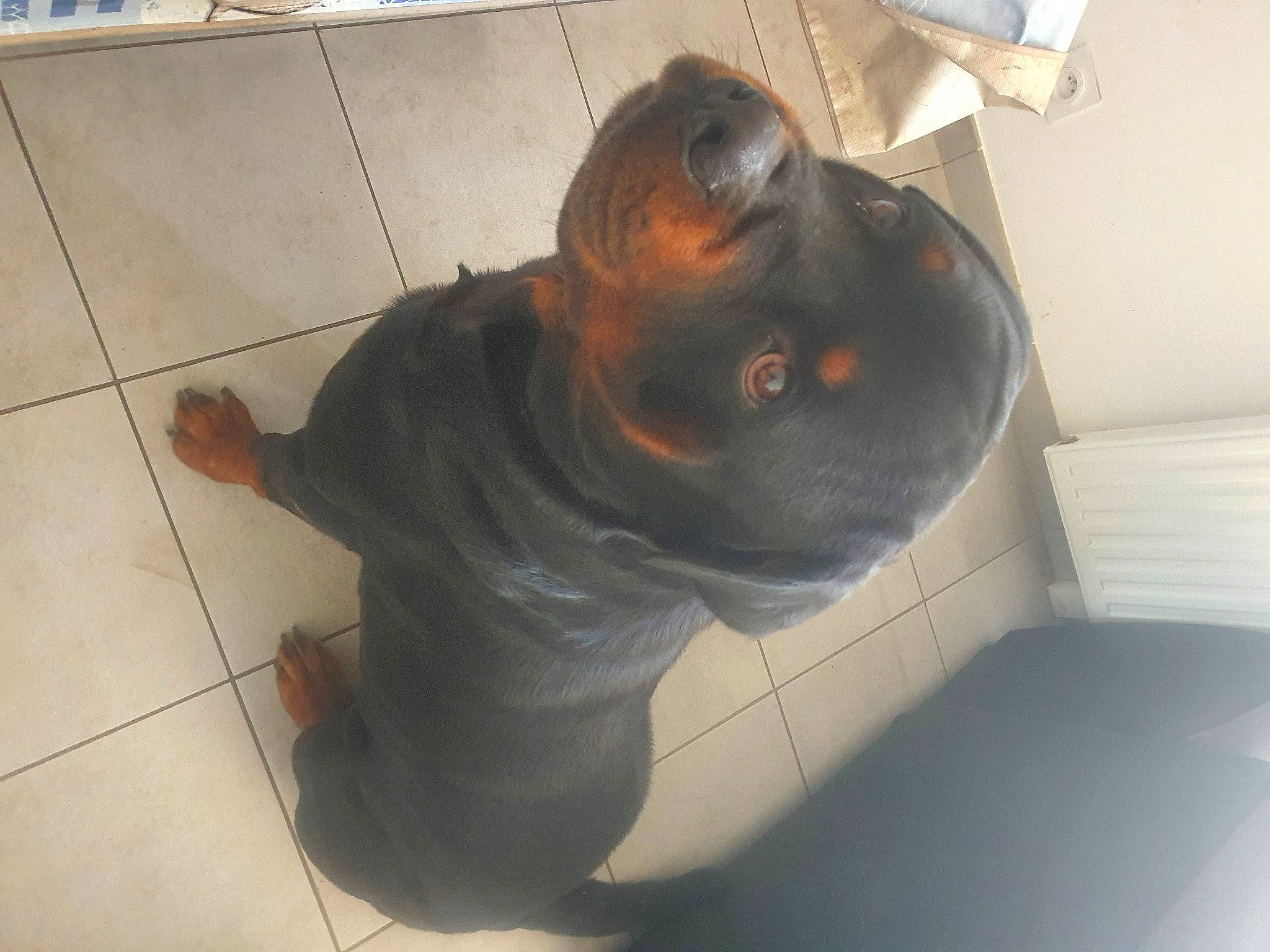 Sinsé participe au concours pour gagner de l'argent avec cette photo : art, canidae, carnivore, companion_dog, dog_breed, ear, fawn, floor, flooring, hardwood, liver, personal_protective_equipment, snout, sporting_group, tail, terrestrial_animal, tile, whiskers, wood, working_animal