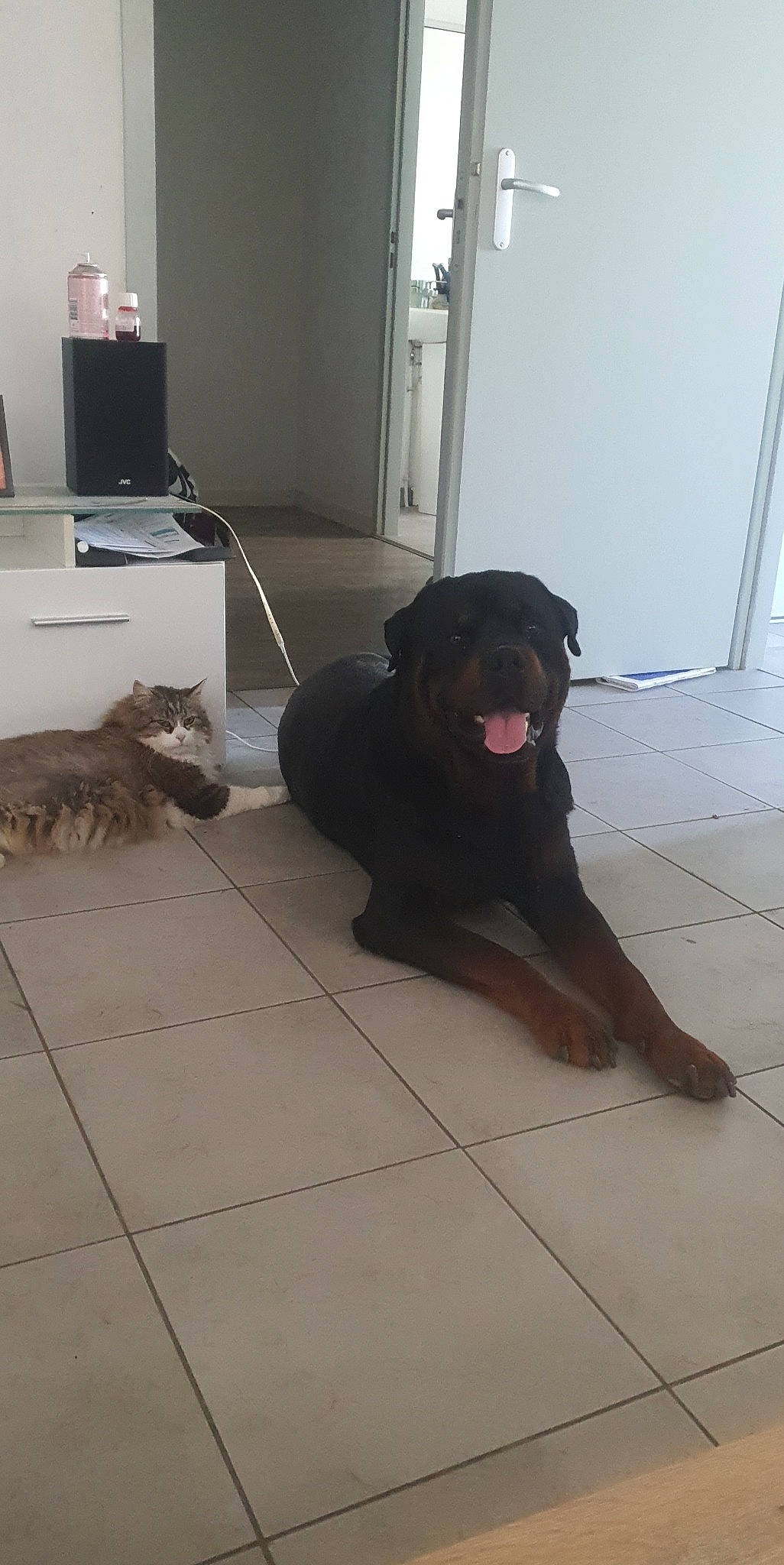 Sinsé participe au concours pour gagner de l'argent avec cette photo : brown, canidae, carnivore, companion_dog, dog, dog_breed, fawn, felidae, floor, flooring, fur, hardwood, laminate_flooring, liver, snout, sporting_group, tail, wood, wood_flooring, working_animal