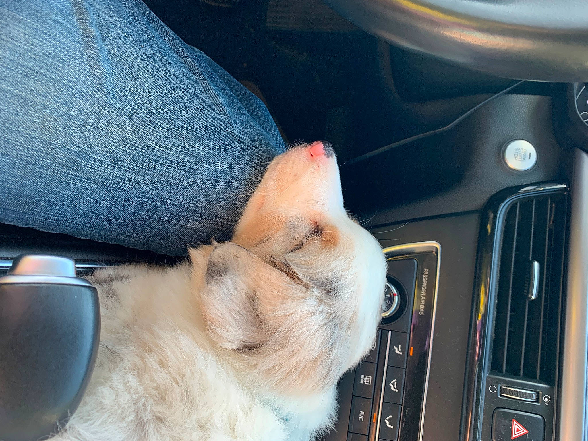 Leon joined the competition — help win amazing prizes! auto_part, automotive_exterior, automotive_lighting, car, carnivore, cat, collar, comfort, companion_dog, electric_blue, fawn, felidae, fur, hood, human_leg, tail, vehicle, vehicle_door, whiskers, windshield