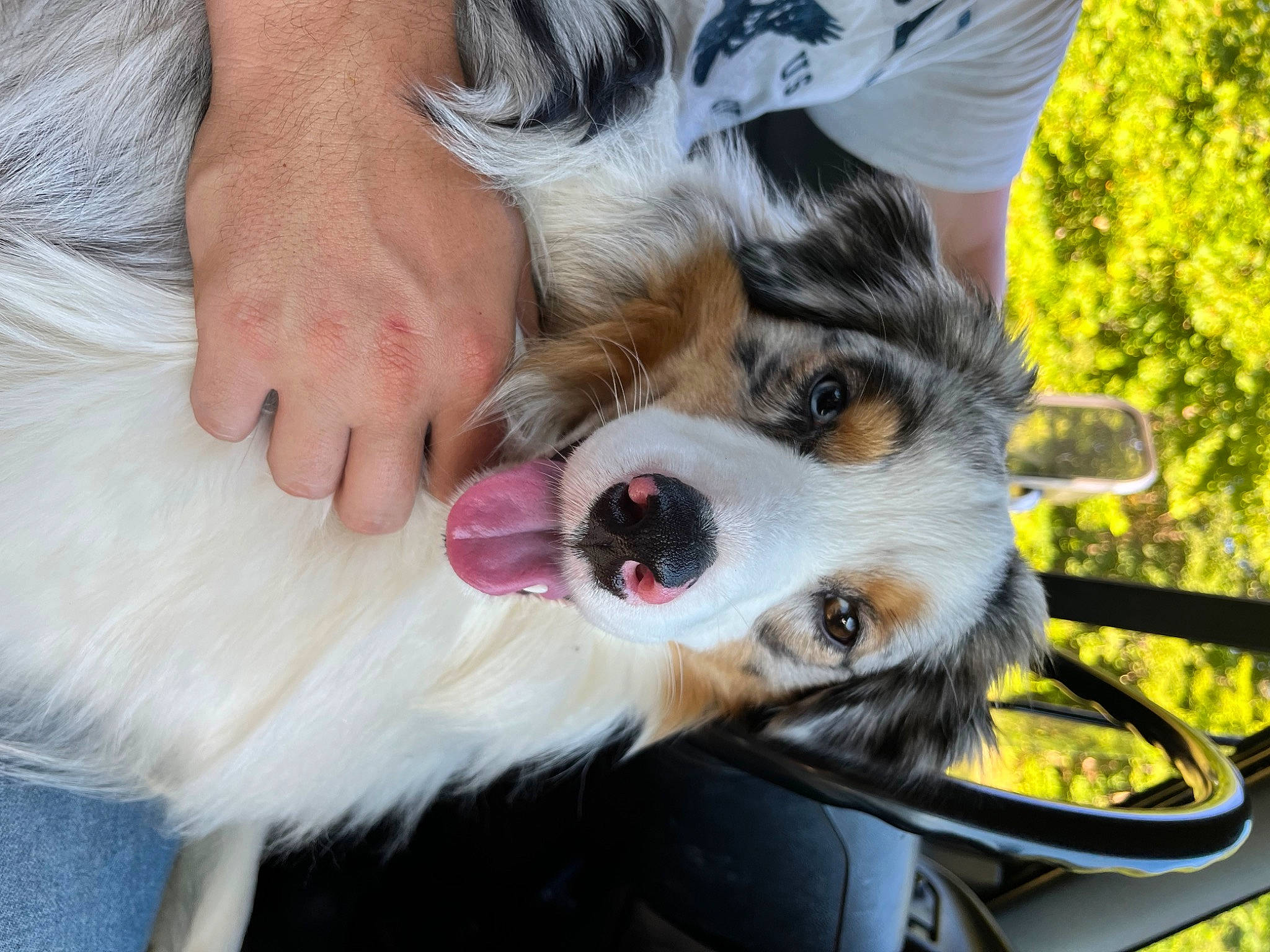Leon is registered to the contest to win money with this photo: bernese_mountain_dog, canidae, carnivore, collar, companion_dog, dog, dog_breed, dog_collar, fawn, foot, fur, herding_dog, lap, paw, plant, snout, spaniel, sporting_group, tree, whiskers