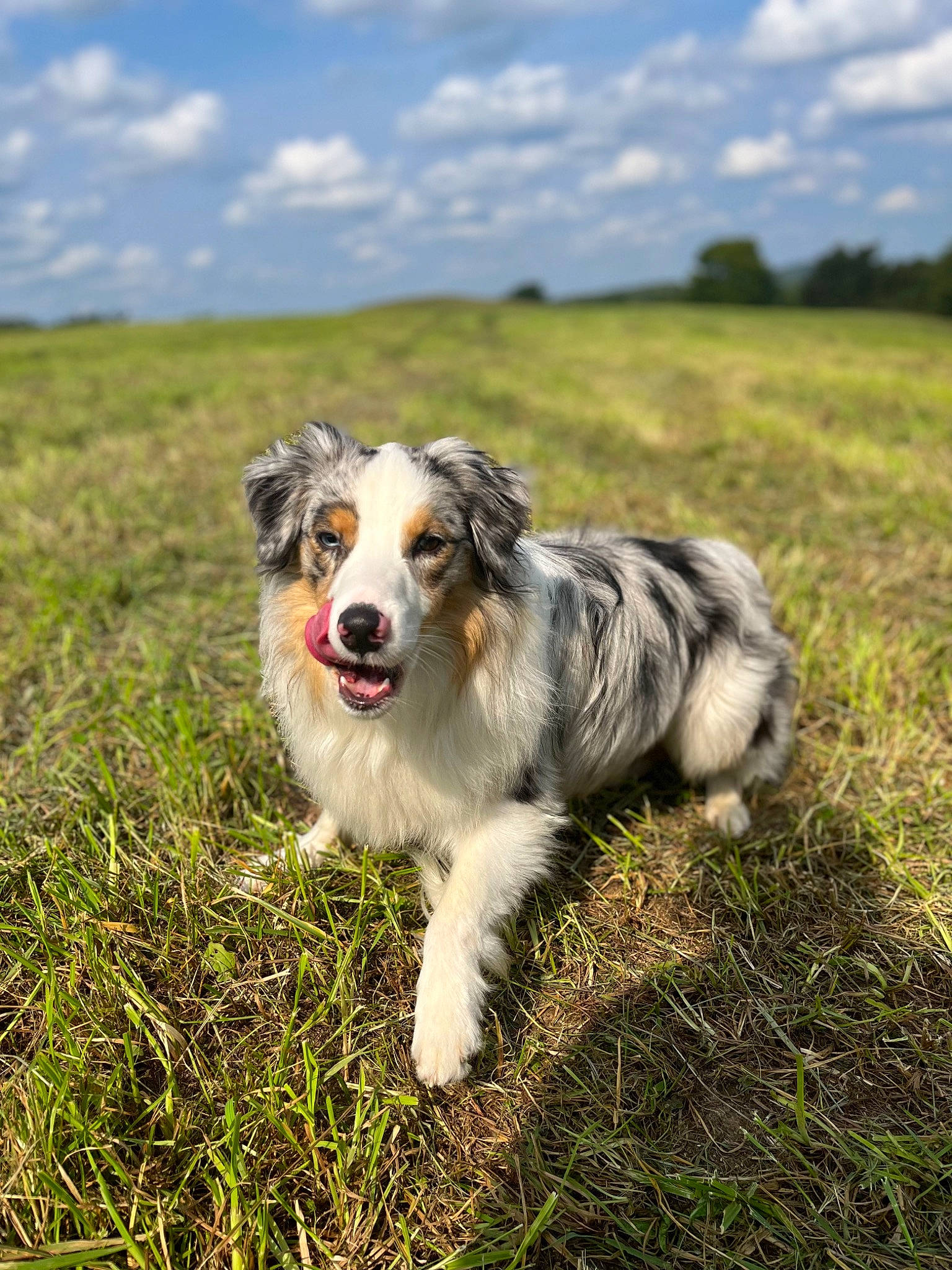 Leon is registered to the contest to win money with this photo: canidae, carnivore, cloud, companion_dog, dog, dog_breed, field, grass, grassland, happy, herding_dog, landscape, plant, sky, snout, sporting_group, terrestrial_animal, tree, whiskers, working_dog