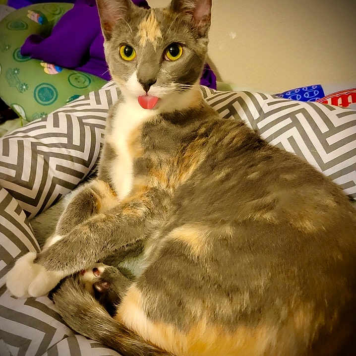 Lumi joined the competition — help win amazing prizes! animal, bedroom, cat, close_up, cushion, cute, domestic_cat, feline, gray_fur, indoor, orange_fur, patterned_cushion, pet, playful, relaxed, resting, soft_lighting, tongue_out, white_fur, yellow_eyes