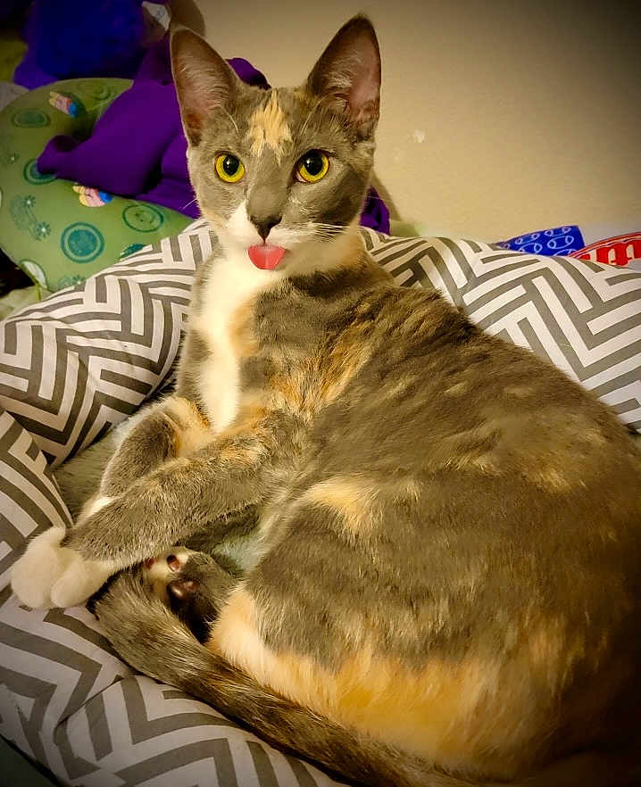 Lumi joined the competition — help win amazing prizes! cat, yellow_eyes, tongue_out, gray_fur, orange_fur, white_fur, pet, indoor, cushion, patterned_cushion, relaxed, feline, cute, animal, domestic_cat, bedroom, soft_lighting, close_up, playful, resting