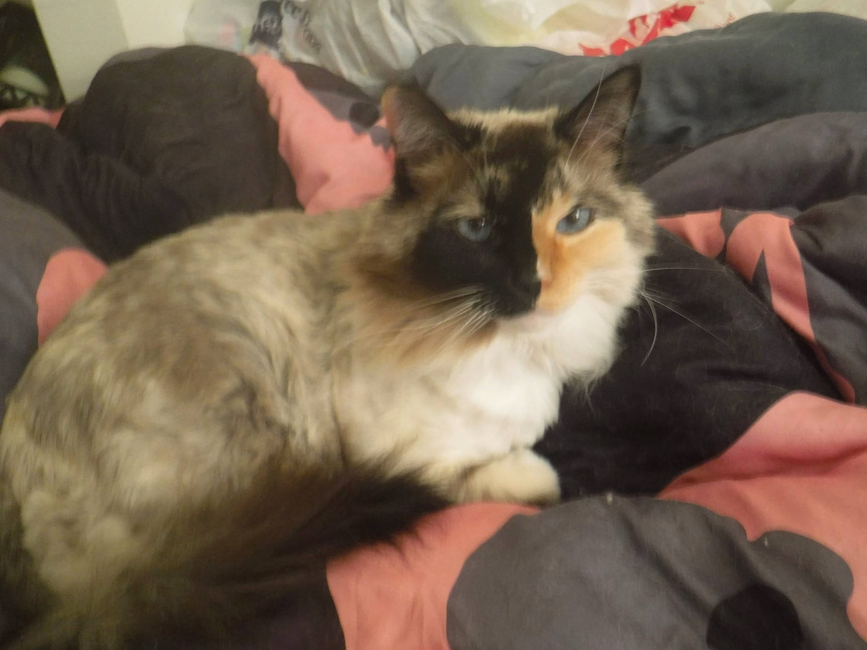 Twinkle joined the competition — help win amazing prizes! asian, balinese, carnivore, cat, domestic_long_haired_cat, fawn, felidae, fur, kitten, mammal, norwegian_forest_cat, oriental_longhair, ragdoll, small_to_medium_sized_cats, snowshoe, vertebrate, whiskers