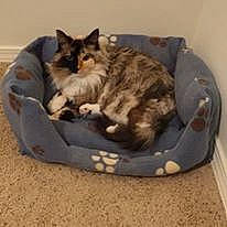 Twinkle joined the competition — help win amazing prizes! american_shorthair, carnivore, cat, cat_bed, cat_supply, dog_bed, domestic_short_haired_cat, european_shorthair, felidae, kitten, product, small_to_medium_sized_cats, tabby_cat