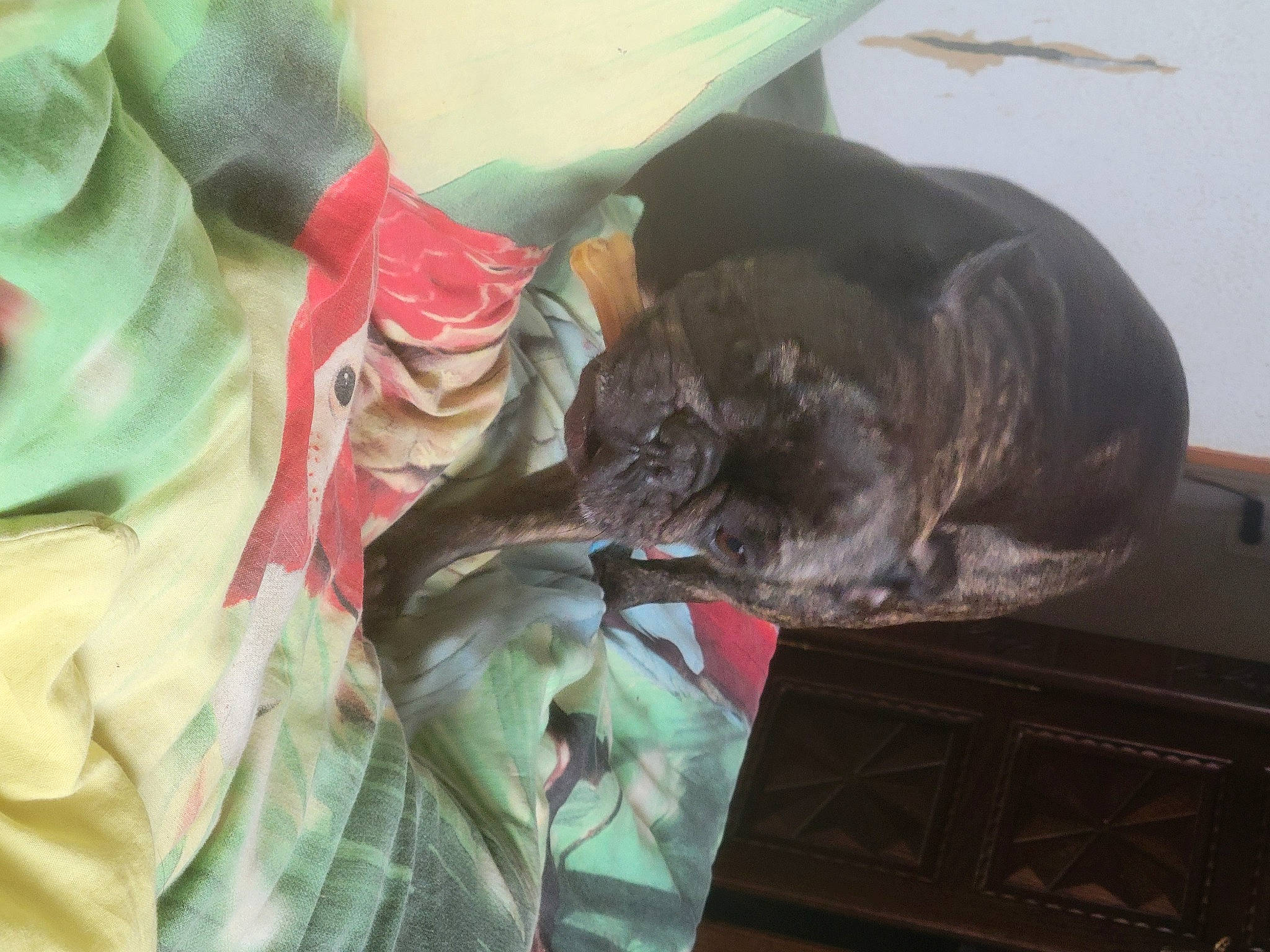 Peppa a rejoint le concours — aidez-le/la à gagner de superbes lots ! carnivore, cat, comfort, felidae, fur, plastic_bag, room, small_to_medium_sized_cats, terrestrial_animal, whiskers