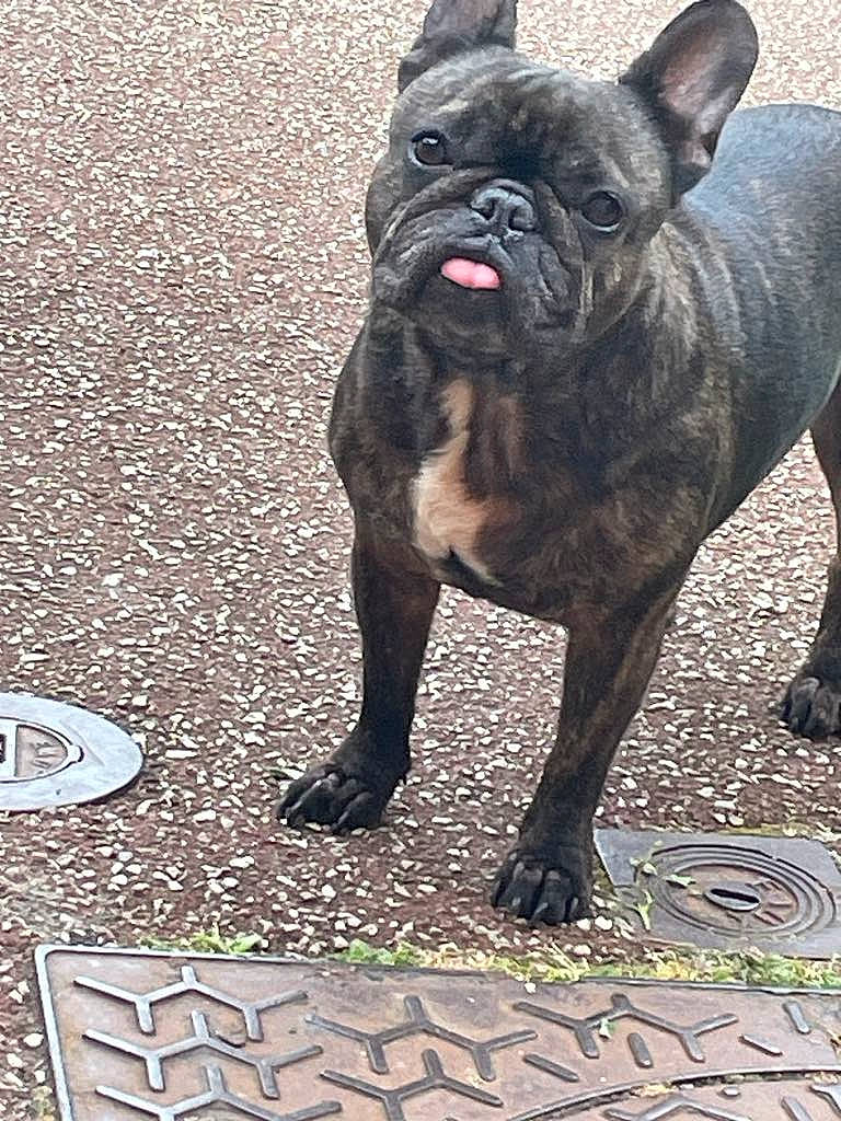 Peppa a rejoint le concours — aidez-le/la à gagner de superbes lots ! asphalt, bulldog, canidae, carnivore, companion_dog, dog, dog_breed, dog_collar, fawn, flooring, french_bulldog, grass, molosser, road_surface, snout, sporting_group, terrestrial_animal, toy_dog, working_animal, wrinkle