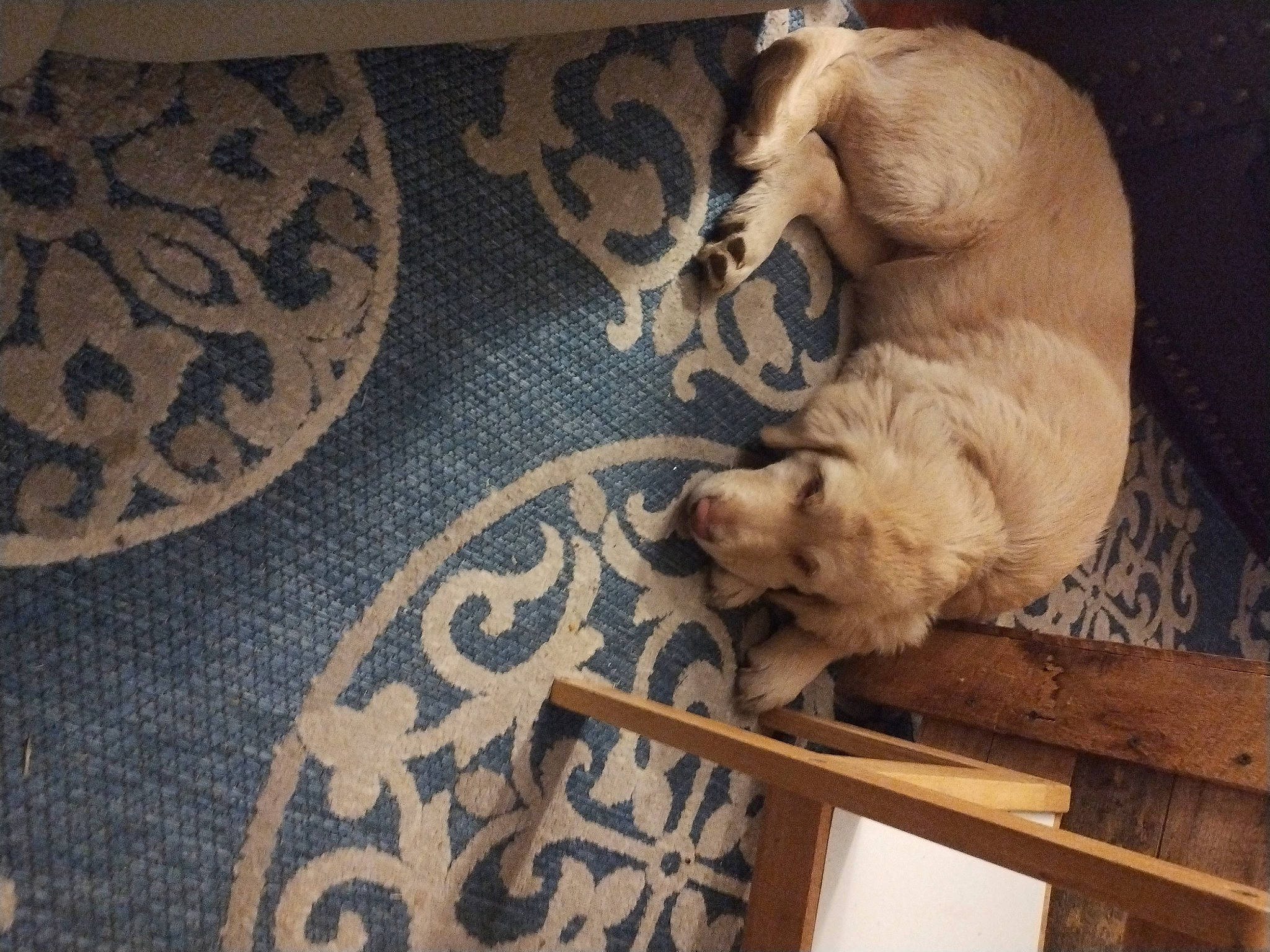 Tank joined the competition — help win amazing prizes! canidae, carnivore, comfort, companion_dog, dog, dog_breed, fawn, felidae, floor, flooring, fur, hardwood, pattern, paw, pet_supply, sporting_group, tail, toy_dog, wood, working_animal