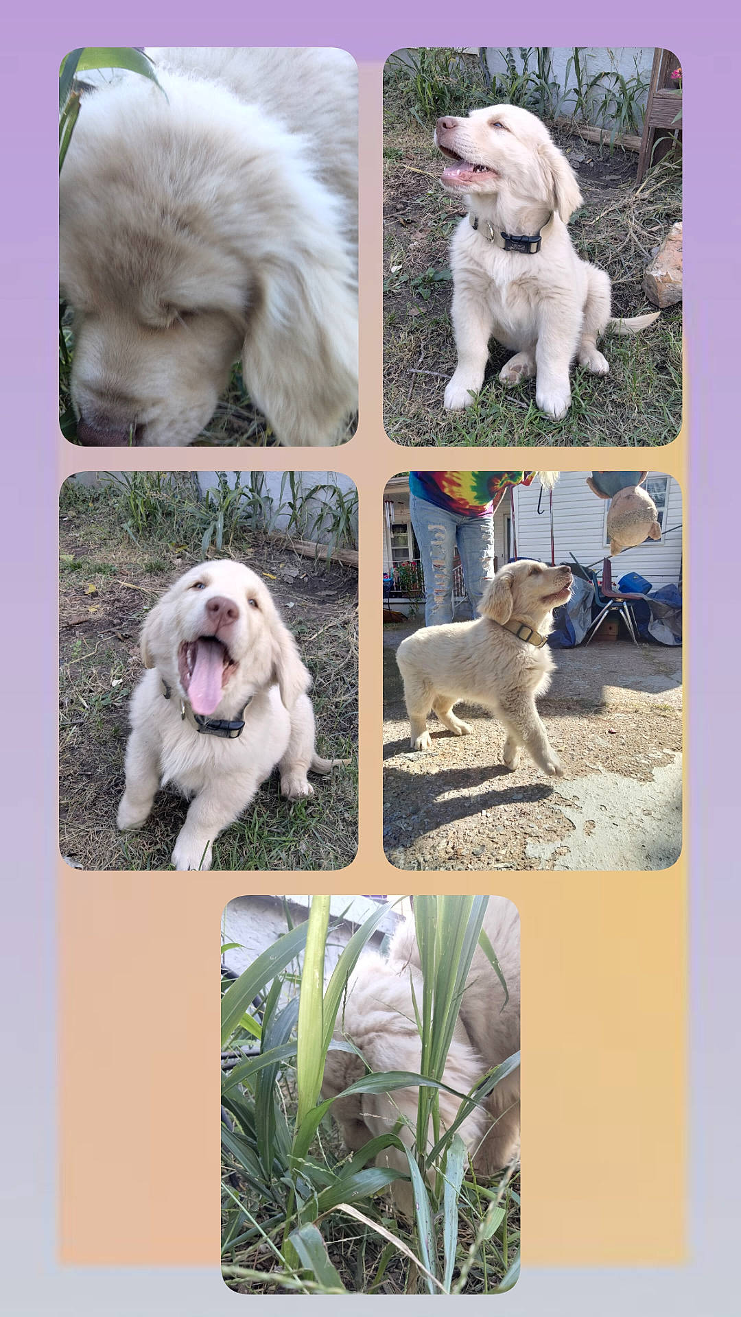 Tank is registered to the contest to win money with this photo: ancient_dog_breeds, art, canidae, carnivore, circle, collage, companion_dog, dog, dog_breed, dog_supply, fur, liver, mammal, pet_supply, photography, plant, sporting_group, vertebrate, working_animal