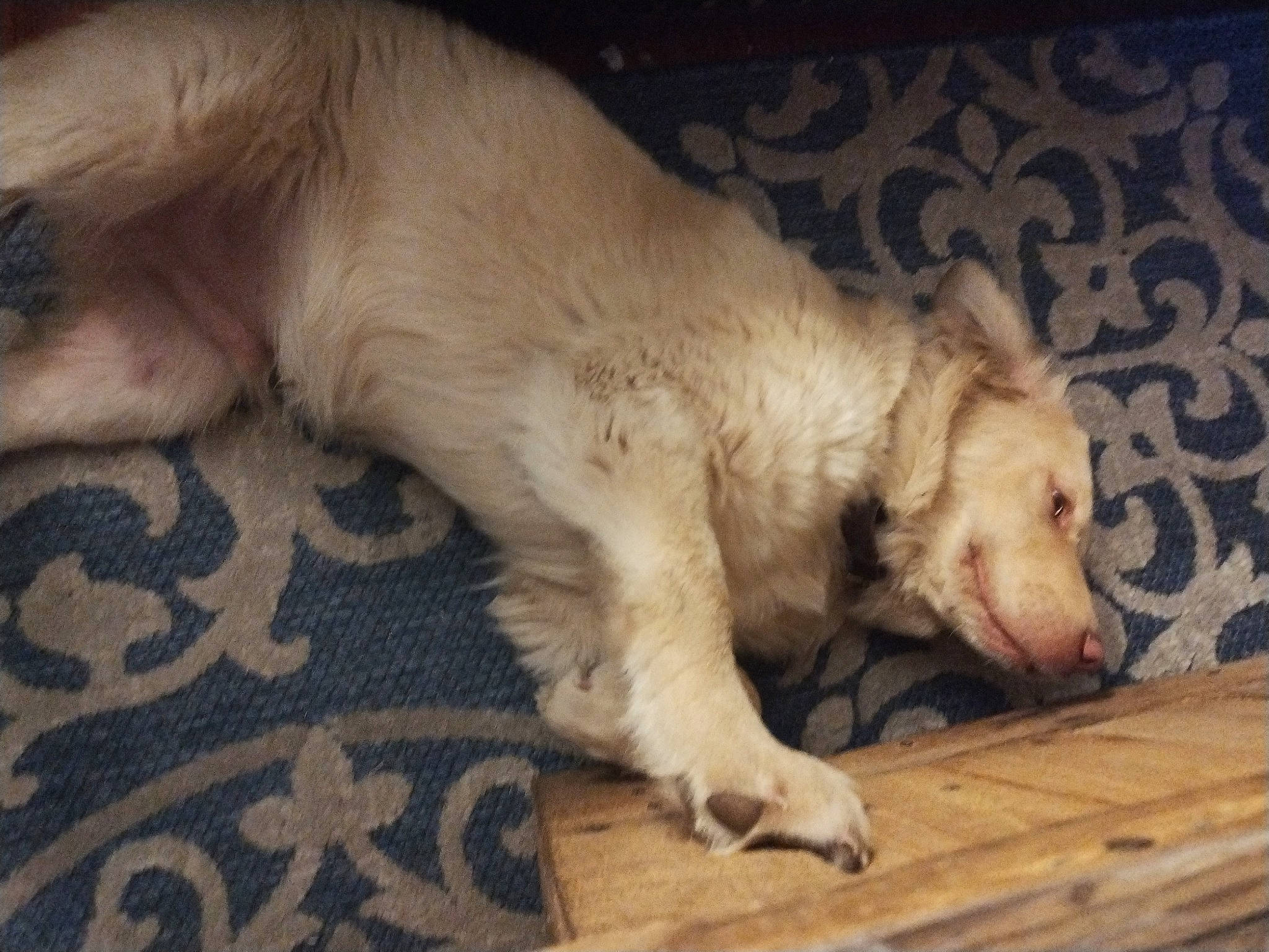 Tank is registered to the contest to win money with this photo: canidae, carnivore, companion_dog, dog, dog_breed, fawn, felidae, fur, paw, snout, sporting_group, tail, terrestrial_animal, whiskers, wood, working_animal