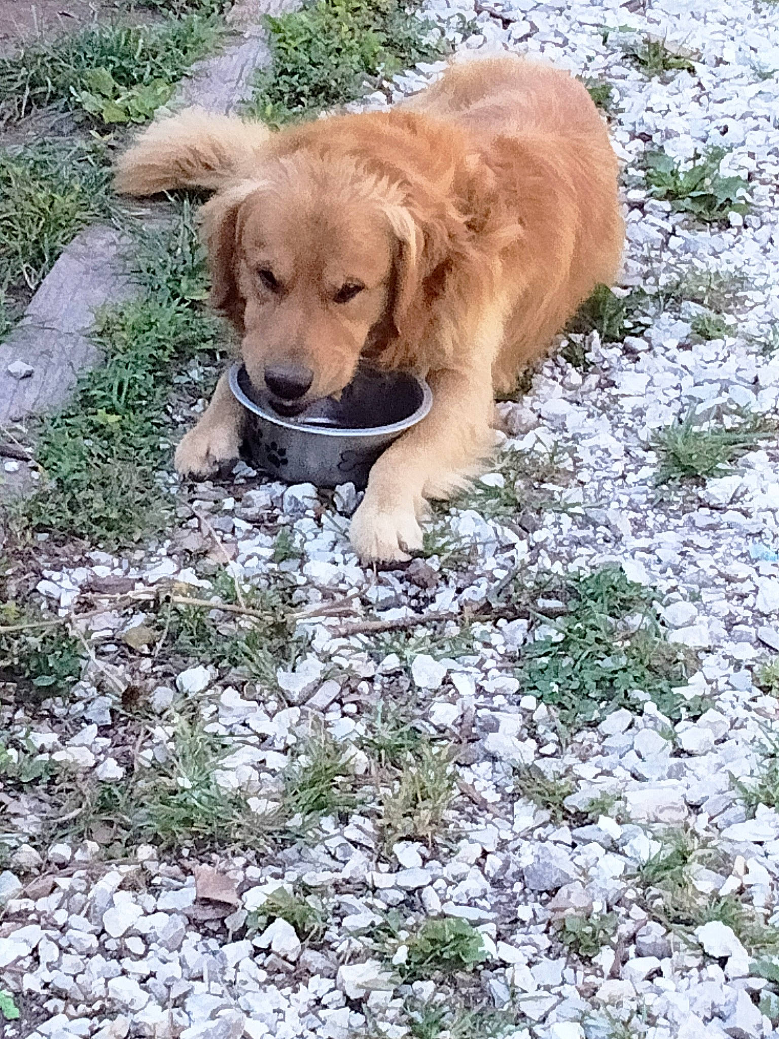 Buster joined the competition — help win amazing prizes! adventure, canidae, carnivore, companion_dog, dog, dog_breed, fawn, grass, groundcover, gun_dog, labrador_retriever, liver, plant, retriever, soil, sporting_group, tail, terrestrial_animal, tree, working_animal