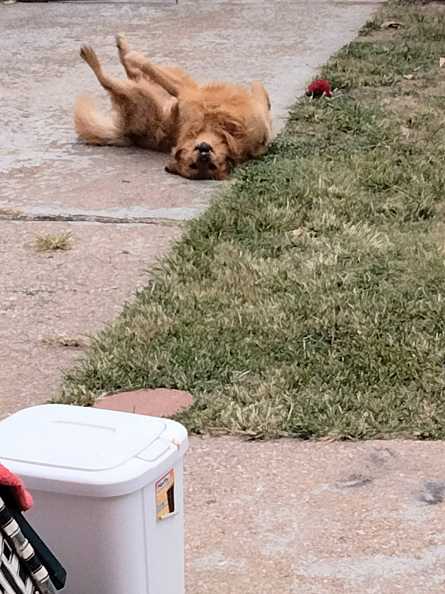 Buster joined the competition — help win amazing prizes! asphalt, carnivore, collar, companion_dog, cooler, dog, dog_breed, fawn, gas, grass, liver, paw, road_surface, snout, soil, sporting_group, tail, waste_container, waste_containment, working_animal