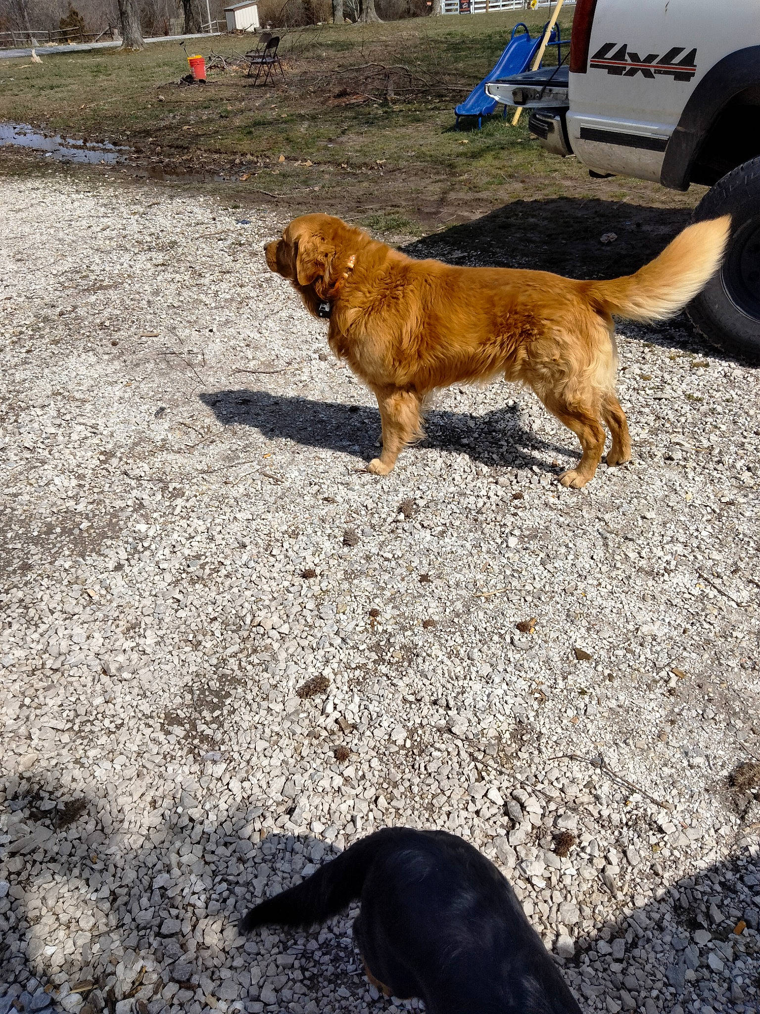 Buster joined the competition — help win amazing prizes! asphalt, carnivore, collar, companion_dog, dog, dog_breed, fawn, fur, grass, leash, retriever, road_surface, shadow, soil, street_dog, tail, tire, truck, vehicle, wheel