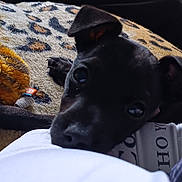 Tobi joined the competition — help win amazing prizes! puppy, dog, black_dog, blanket, leopard_print, toy, indoor, cozy, closeup, pet, cute, animal, resting, curious, person, lap, white_shirt, text, carpet, soft