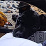 puppy, dog, black_dog, blanket, leopard_print, toy, indoor, cozy, closeup, pet, cute, animal, resting, curious, person, lap, white_shirt, text, carpet, soft