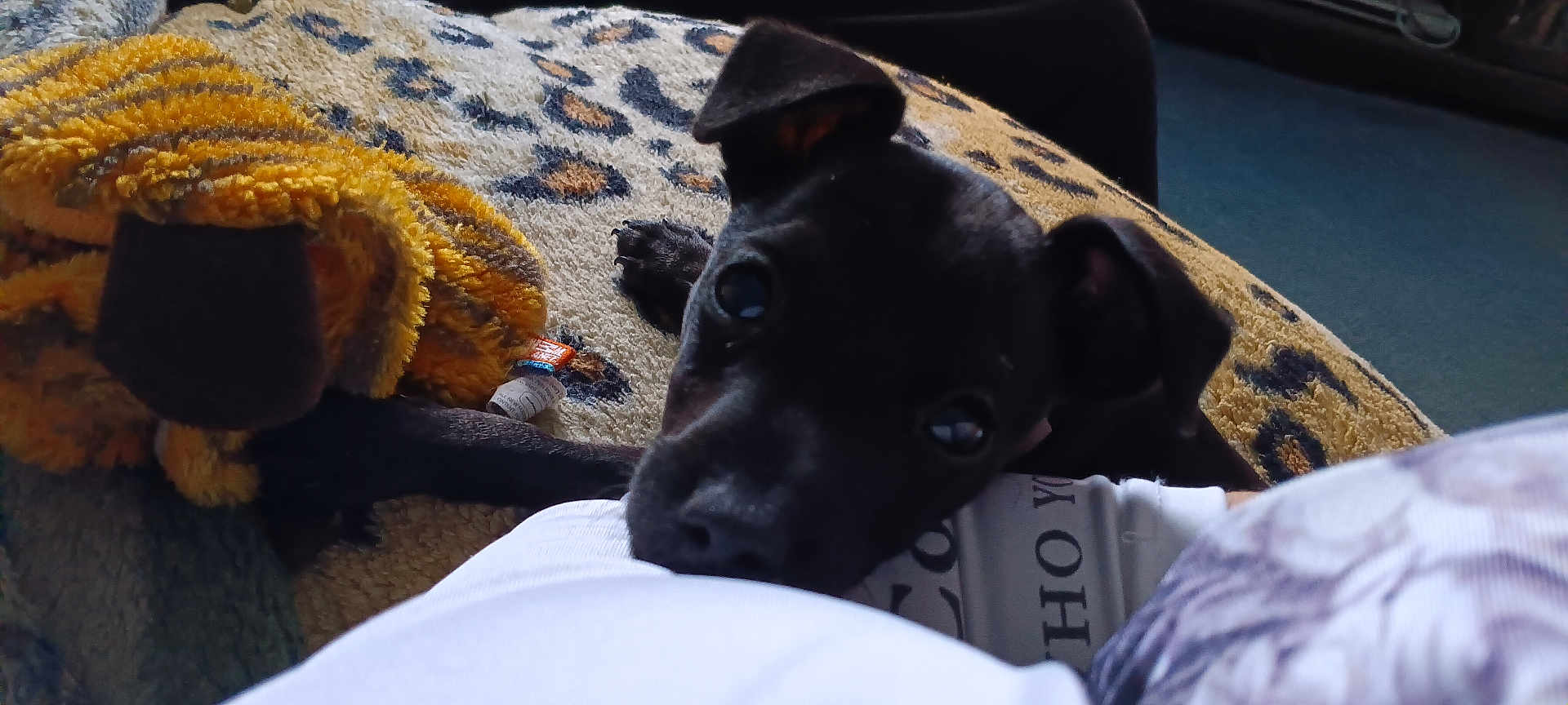 Tobi