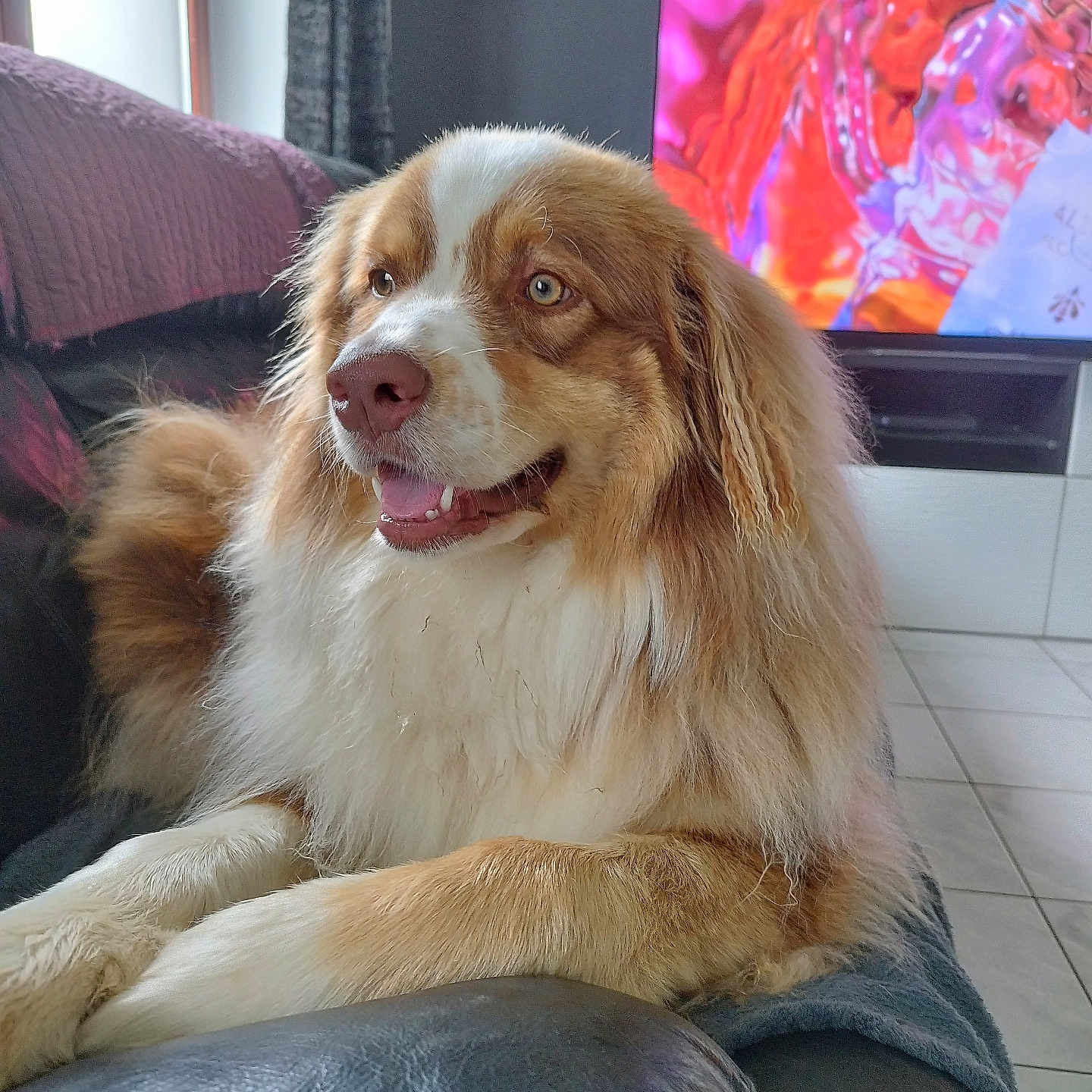 Simba participe au concours pour gagner de l'argent avec cette photo : animal, brown_and_white, clock, companion, couch, dog, domestic, ears, fluffy, fur, happy, indoor, leisure, living_room, mammal, pet, relaxed, smiling, snout, television