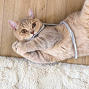Bueno a rejoint le concours — aidez-le/la à gagner de superbes lots ! cat, beige_cat, string, wooden_floor, rug, playful, pet, fur, cute, lying_down, indoor, curious, animal, whiskers, ears, paws, closeup, domestic_cat, mammal, feline