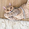 cat, beige_cat, string, wooden_floor, rug, playful, pet, fur, cute, lying_down, indoor, curious, animal, whiskers, ears, paws, closeup, domestic_cat, mammal, feline