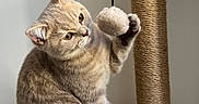 Bueno participe au concours pour gagner de l'argent avec cette photo : cat, cat_tree, indoor, pet, playful, furry, curious, feline, animal, scratching_post, toy, paws, tail, fur, whiskers, domestic_cat, cute, mammal, household, light