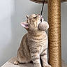Bueno a rejoint le concours — aidez-le/la à gagner de superbes lots ! cat, cat_tree, playful, fuzzy_ball, indoor, pet, curious, beige, striped_fur, animal, whiskers, paws, claw_post, toy, feline, cute, domestic_cat, pet_accessory, light, natural_light