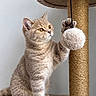 Bueno a rejoint le concours — aidez-le/la à gagner de superbes lots ! cat, kitten, scratching_post, toy, paw, fur, whiskers, ears, curious, pet, indoor, playful, feline, animal, claws, beige, cute, young, soft, looking