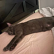 Ella is registered to the contest to win money with this photo: cat, gray_cat, sleeping, bed, bedding, sheet, feline, pet, indoor, resting, animal, cozy, relaxed, fur, whiskers, paw, headboard, home, comfortable, nap