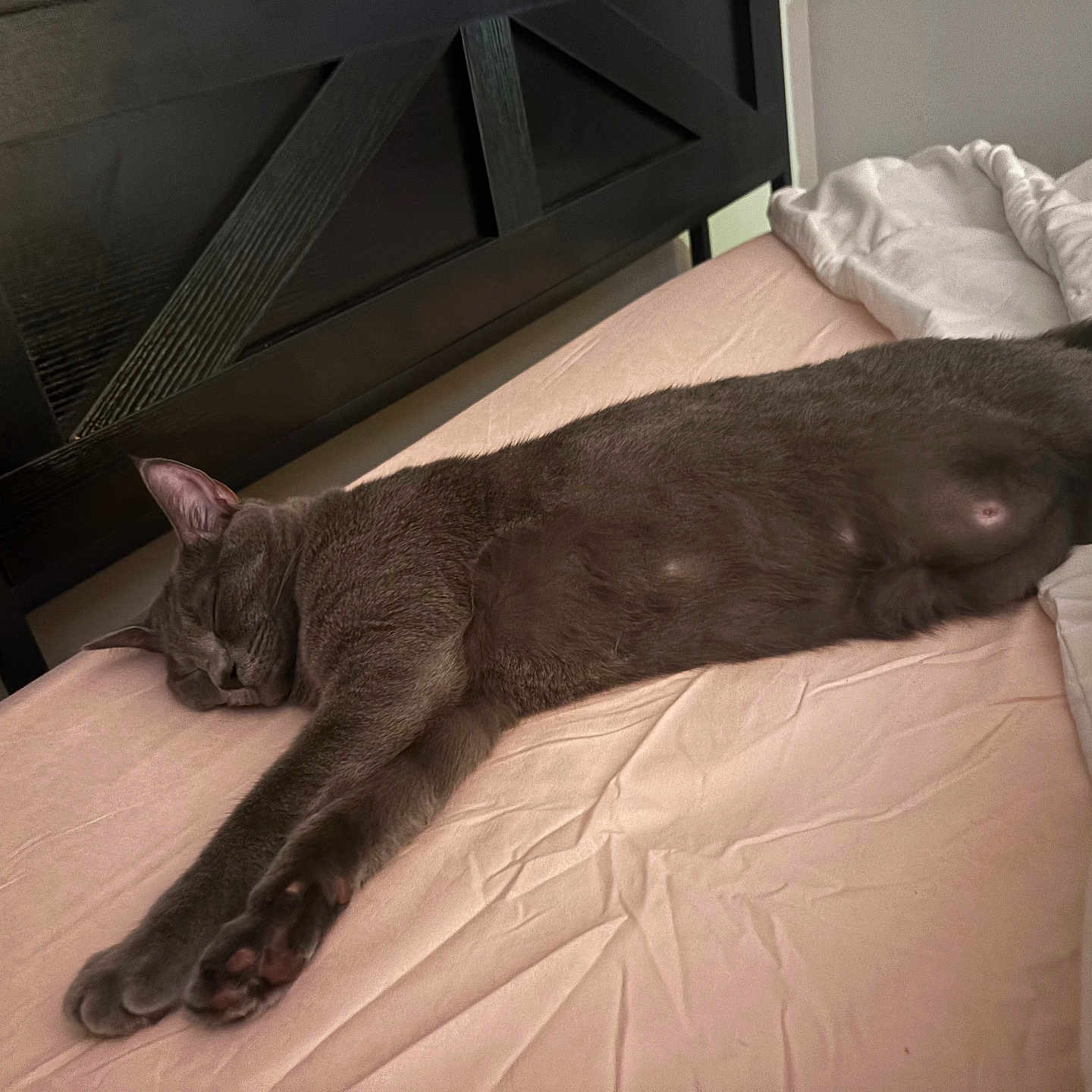 Ella is registered to the contest to win money with this photo: cat, gray_cat, sleeping, bed, bedding, sheet, feline, pet, indoor, resting, animal, cozy, relaxed, fur, whiskers, paw, headboard, home, comfortable, nap